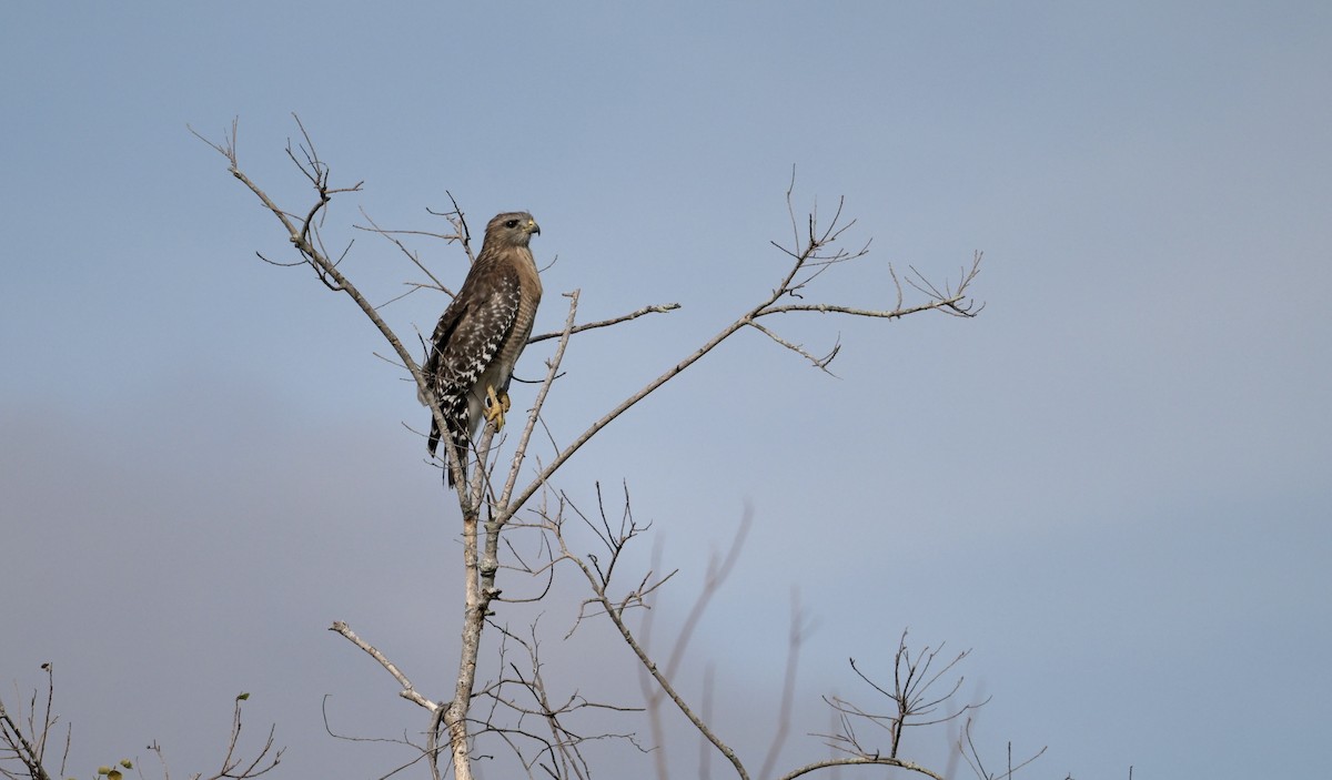 rødvingevåk - ML646423199