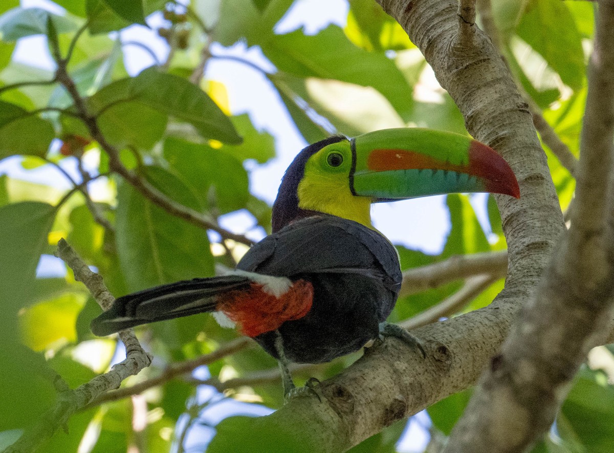 regnbuetukan - ML646423200