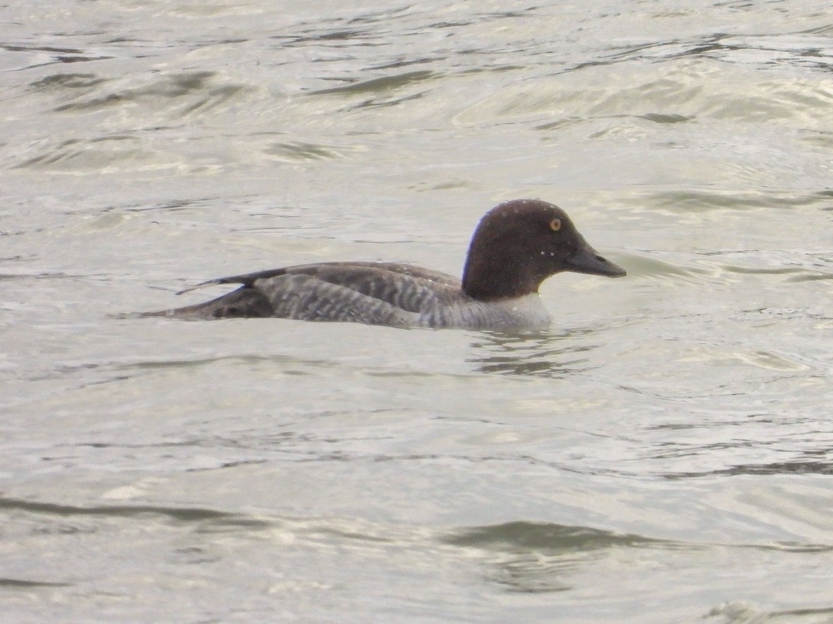 kvinand - ML646423201