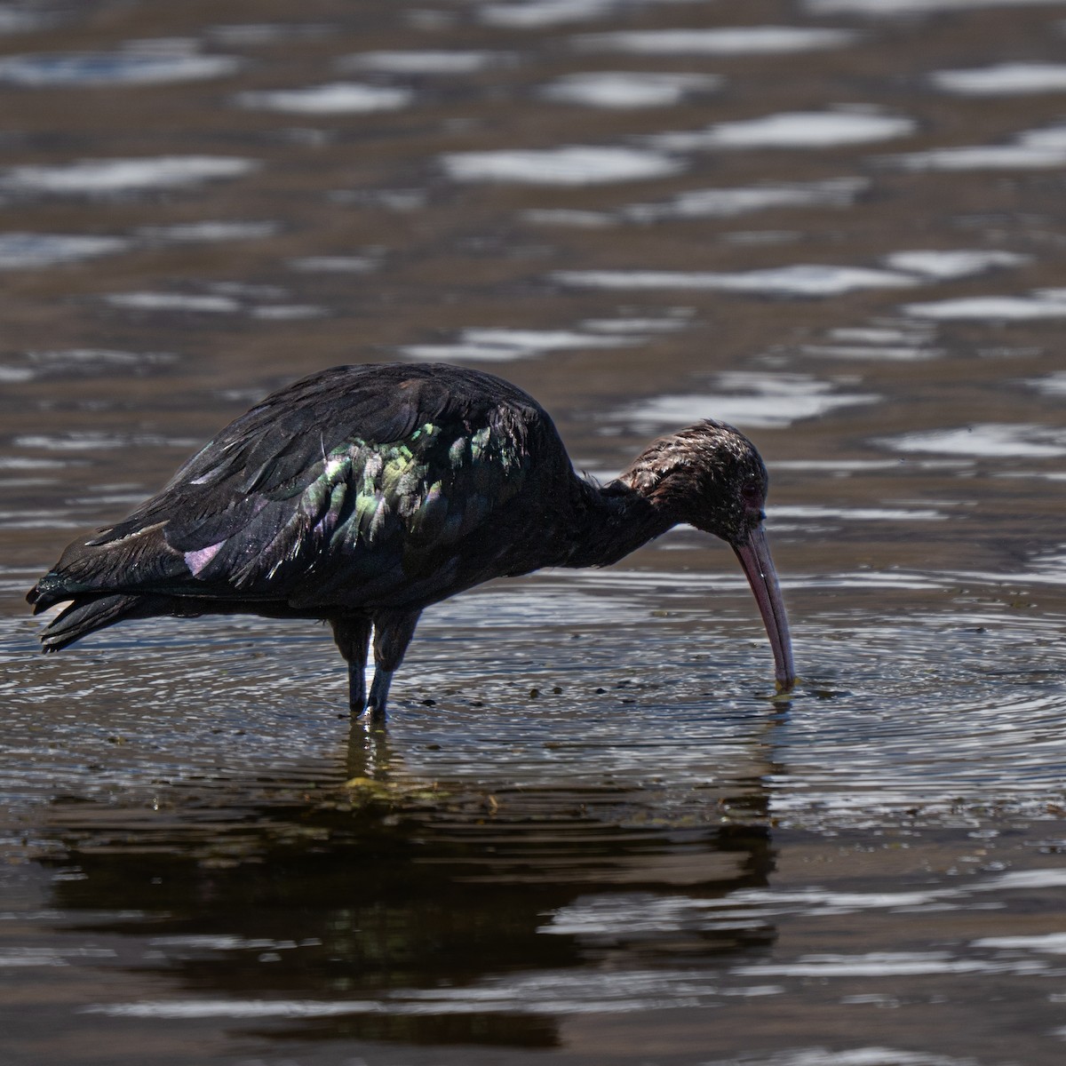 punaibis - ML646423202