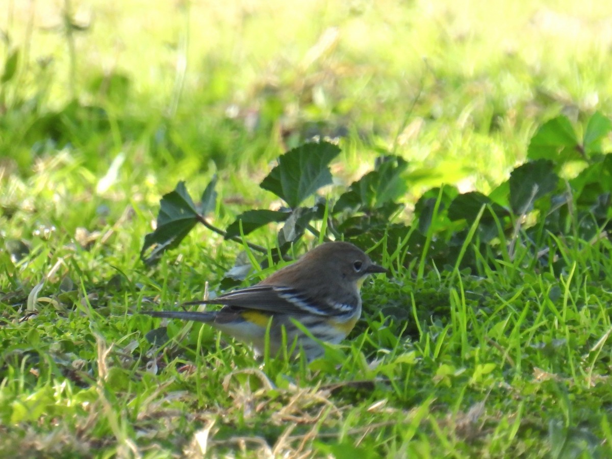 myrteparula - ML646423203