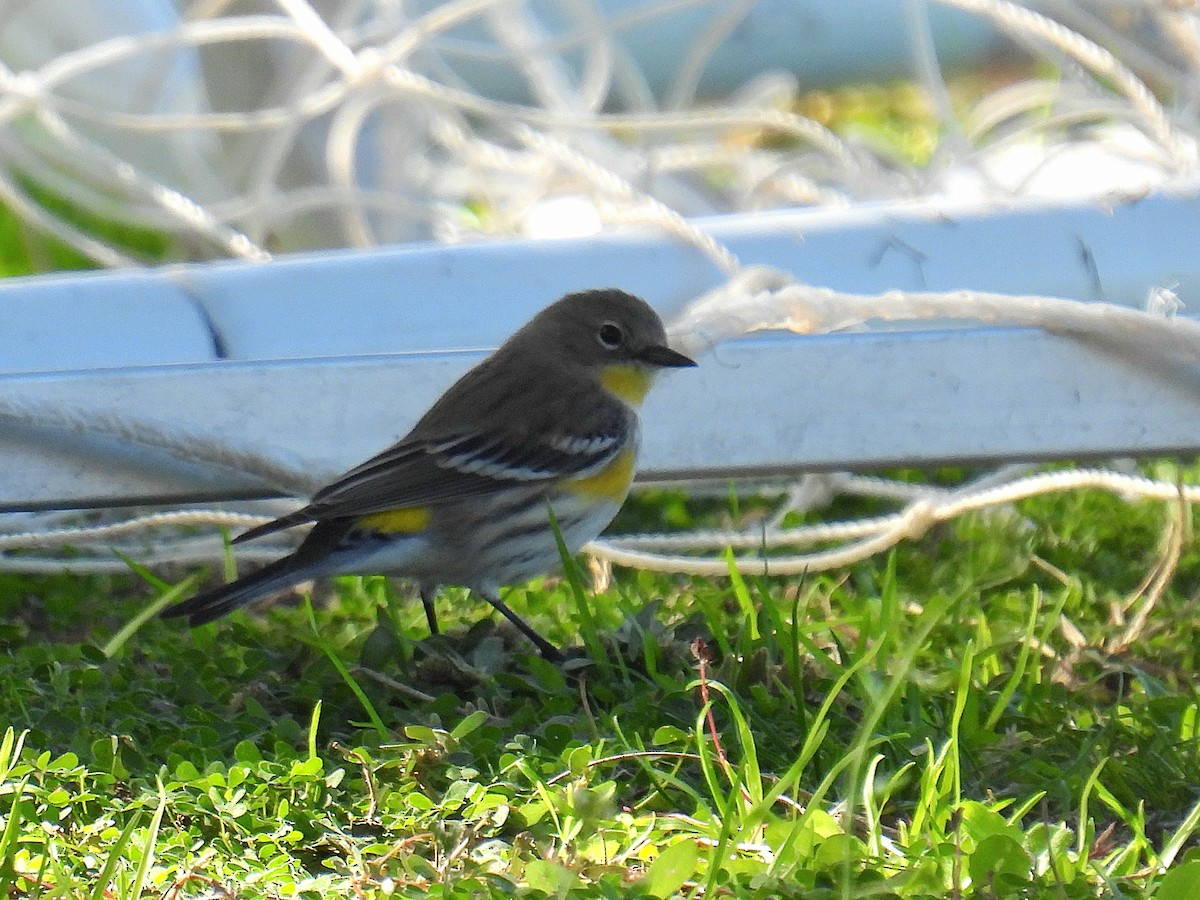 myrteparula - ML646423204