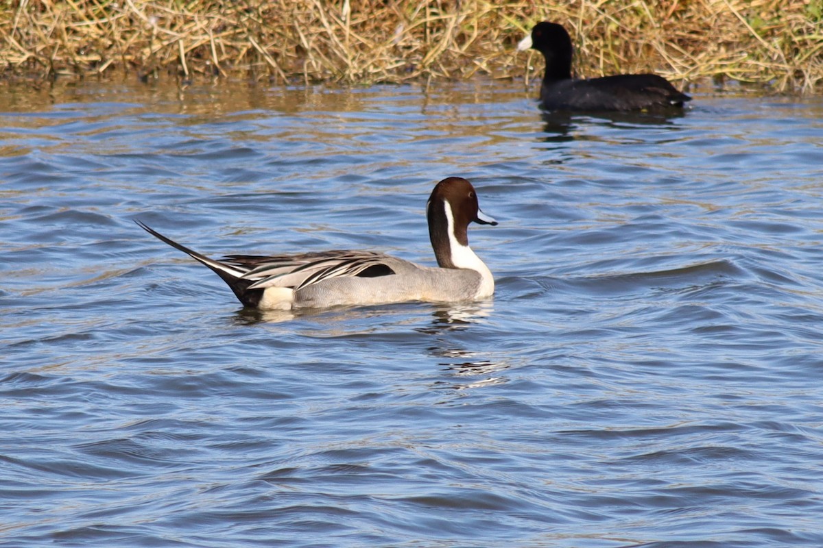 stjertand - ML646423205