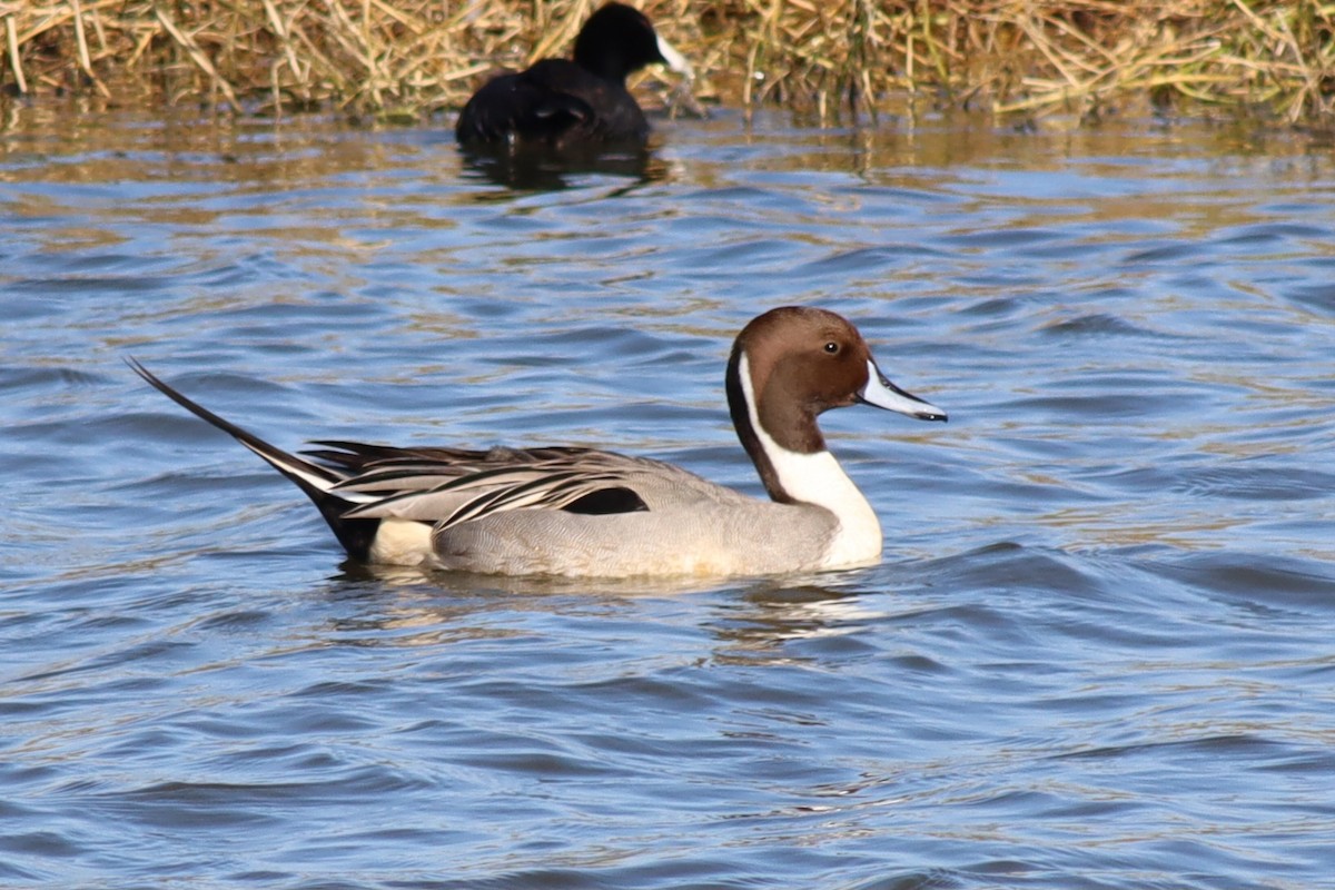 stjertand - ML646423206