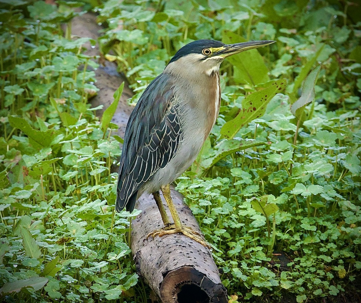 krabbehegre - ML646423209