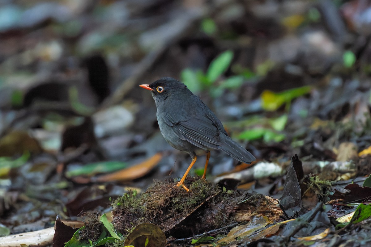 sotskogtrost - ML646423210