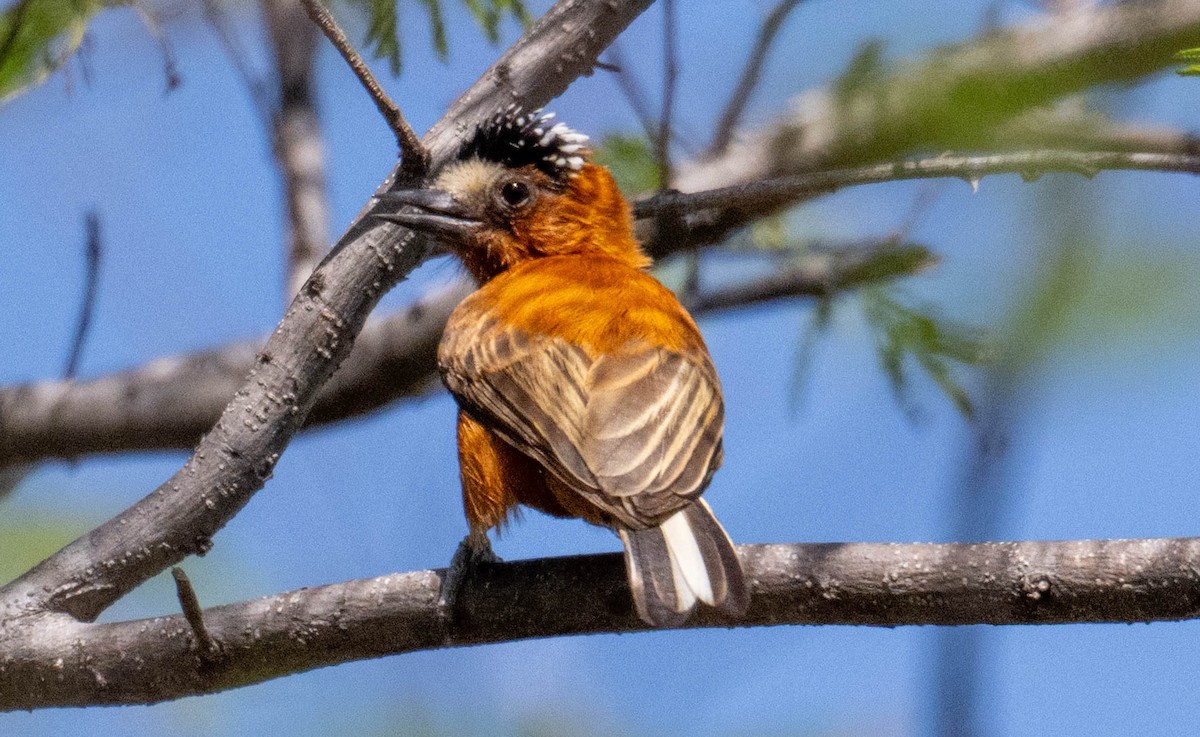 kastanjepikulett - ML646423211