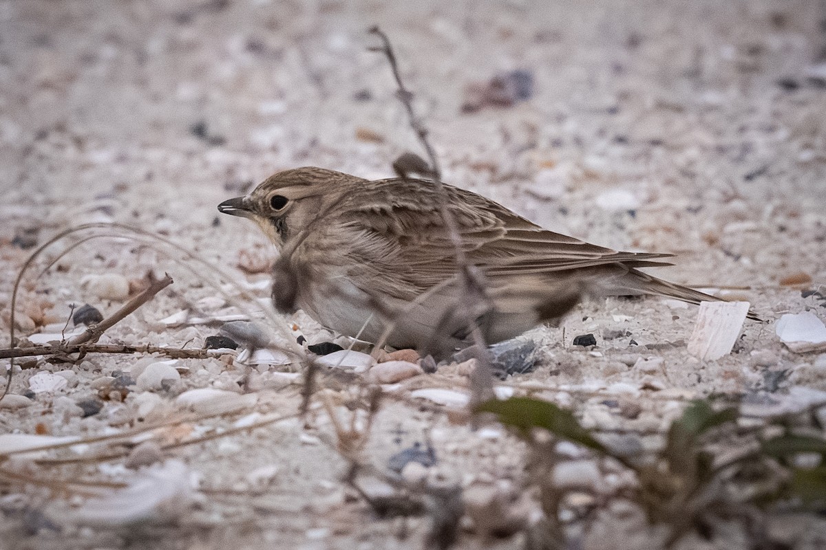 fjellerke - ML646423212