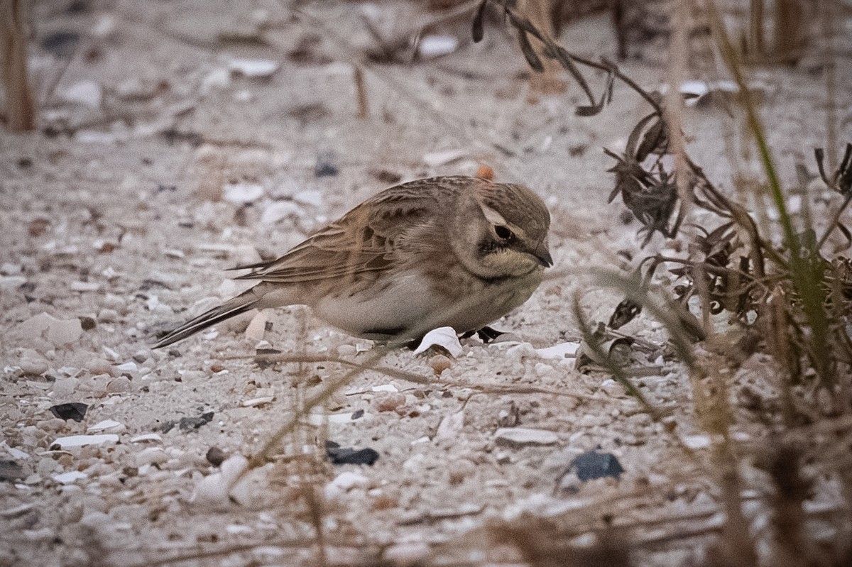 Horned Lark - ML646423213