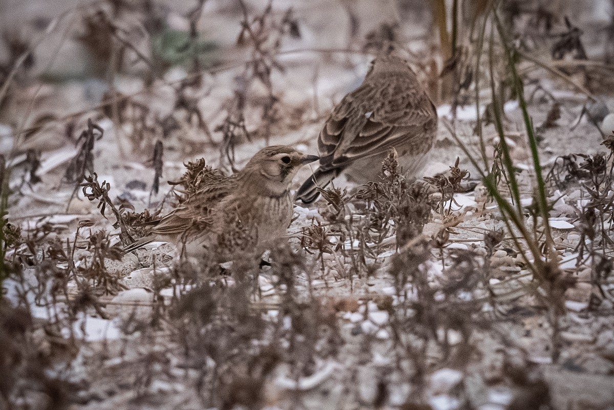 Horned Lark - ML646423214