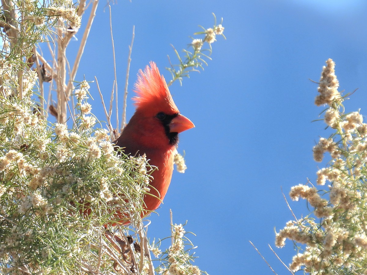 rødkardinal - ML646423215