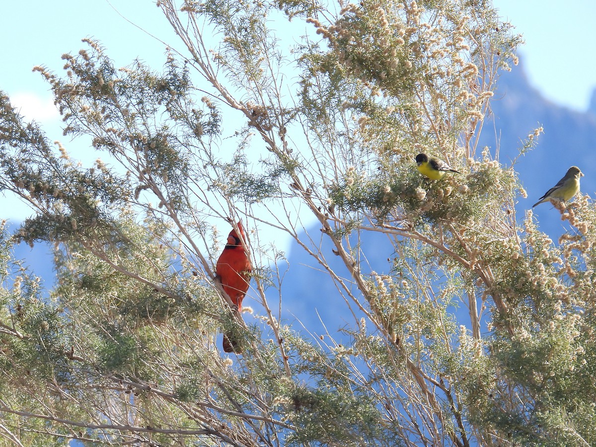 rødkardinal - ML646423216