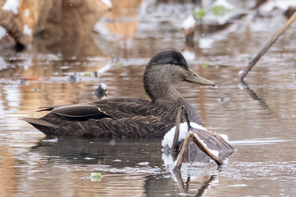 rødfotand - ML646423217