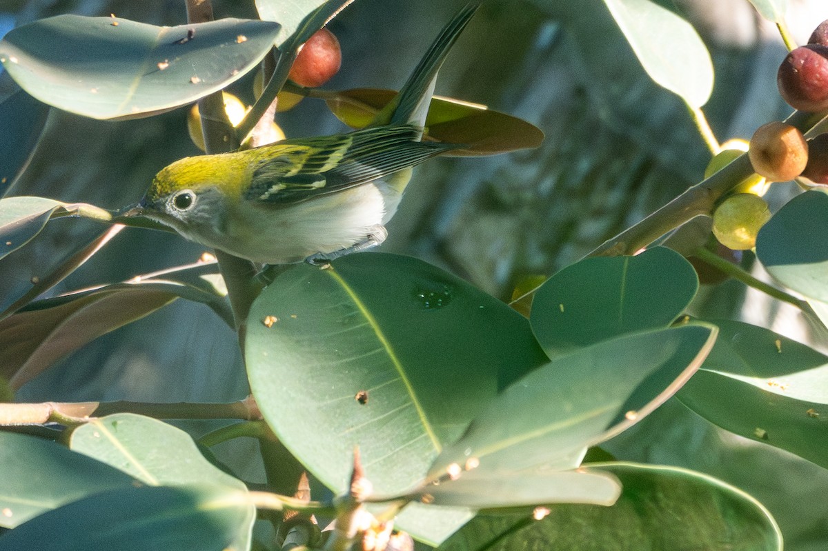 ワキチャアメリカムシクイ - ML646423218