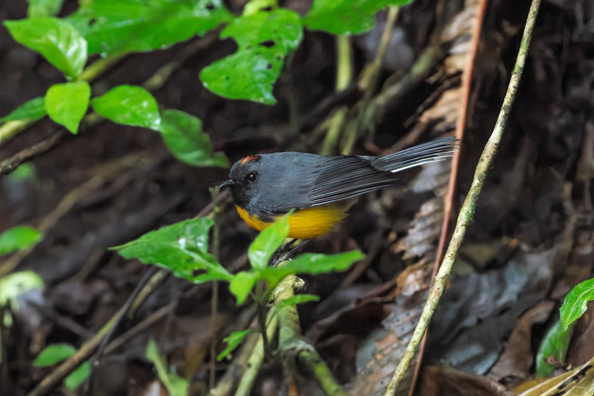 Slate-throated Redstart - ML646423219