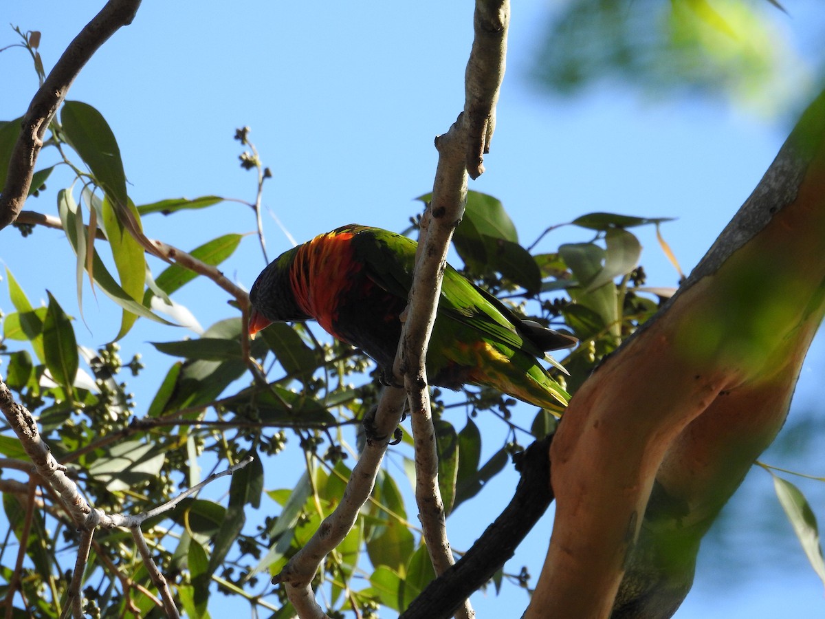 Rainbow Lorikeet - ML646423220
