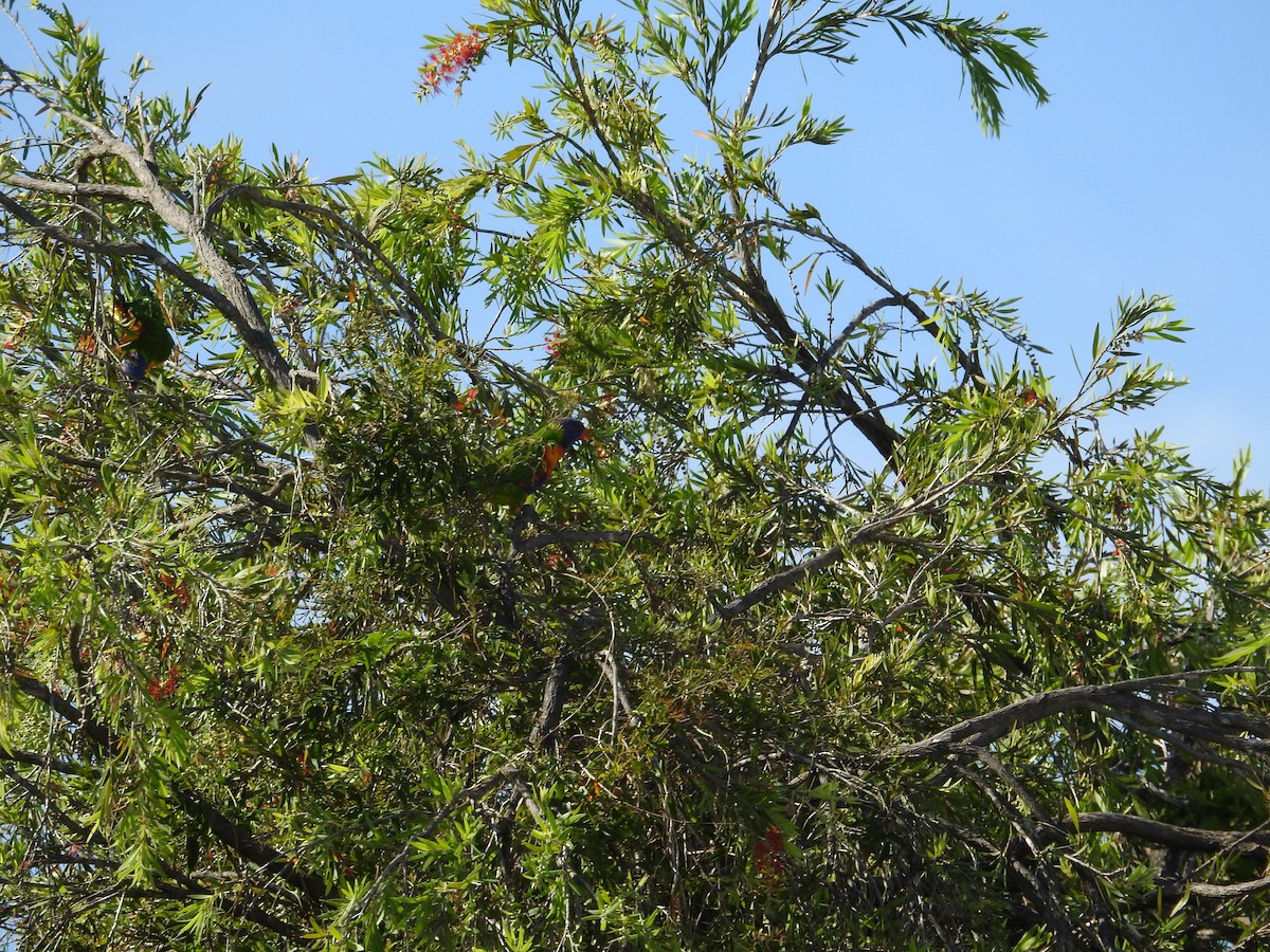 Rainbow Lorikeet - ML646423221