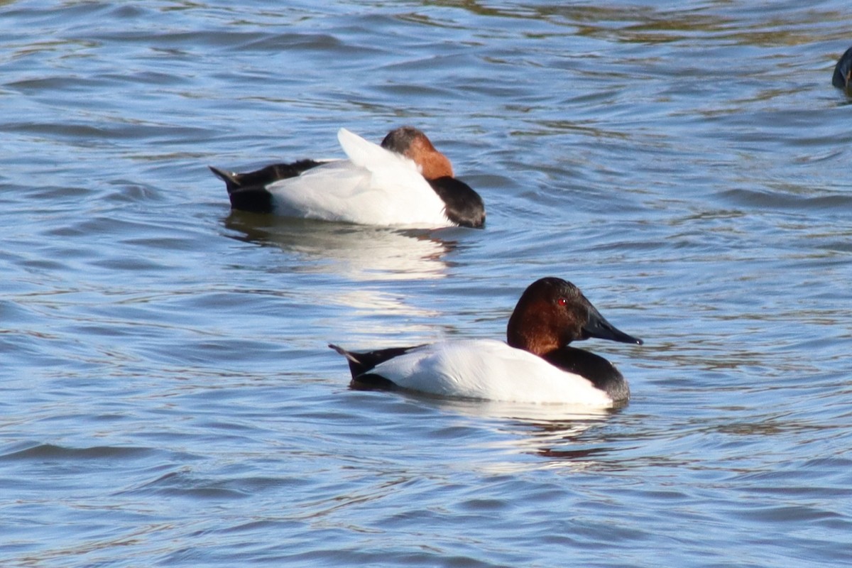 Murgilari bizkarzuria - ML646423222