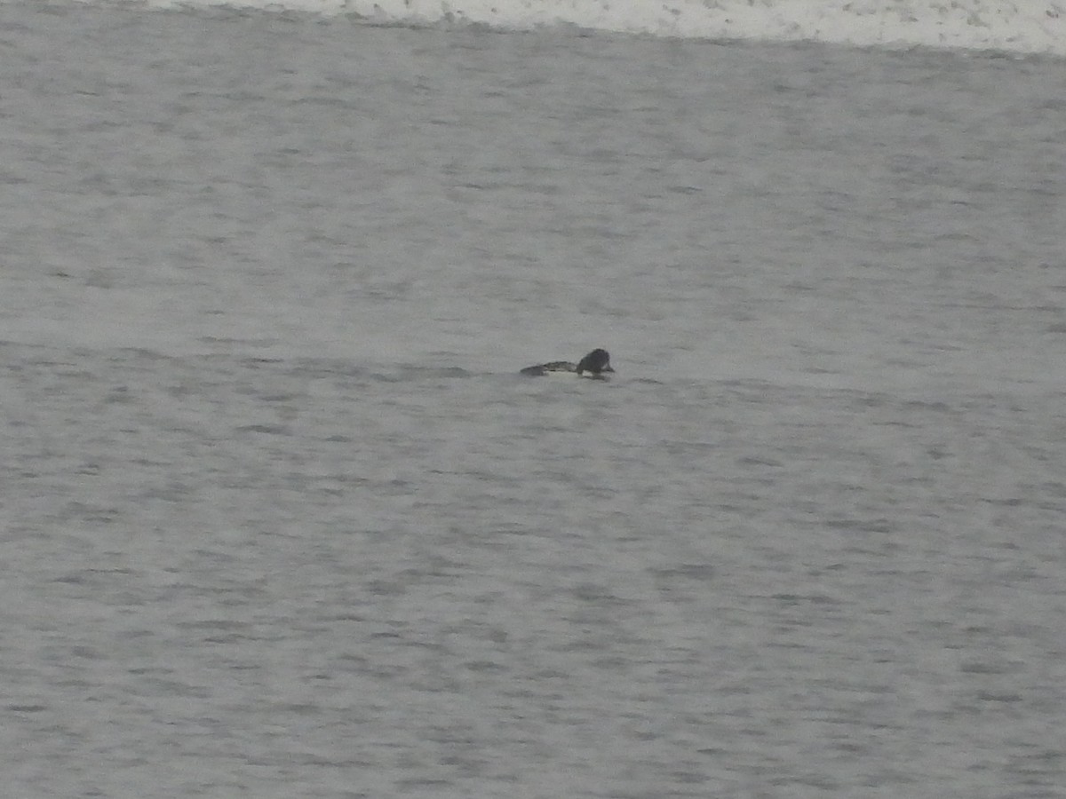 Barrow's Goldeneye - ML646423223