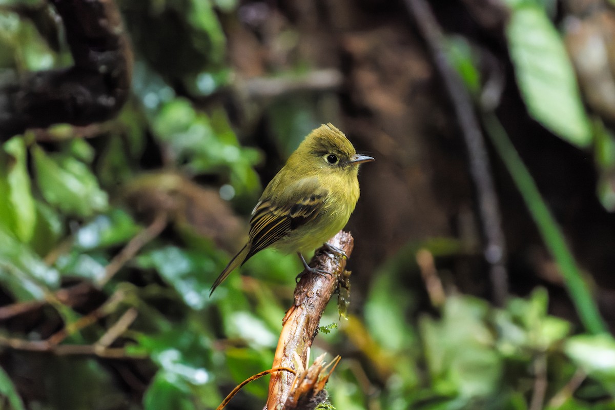 Yellowish Flycatcher - ML646423224