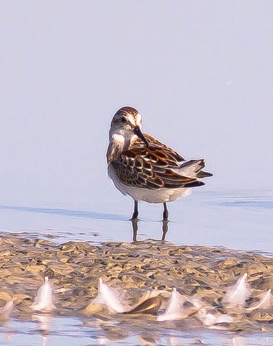 Western Sandpiper - ML646423225