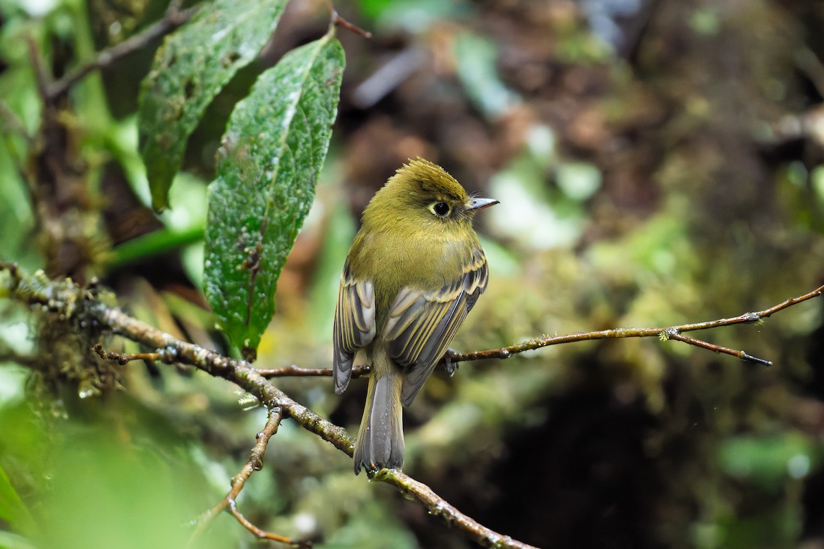 Yellowish Flycatcher - ML646423226