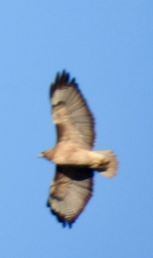 Red-tailed Hawk - ML646423227