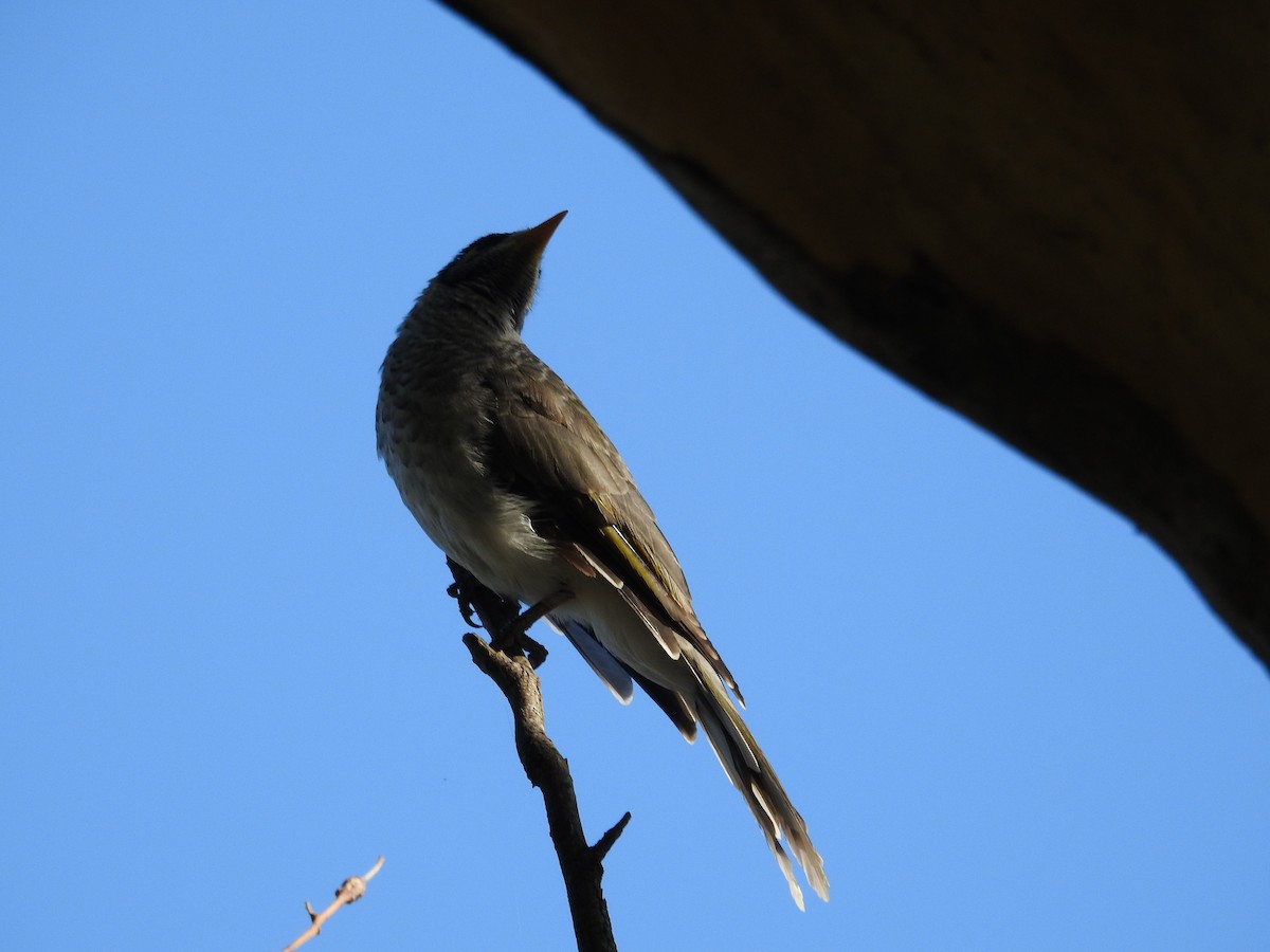 Noisy Miner - ML646423228