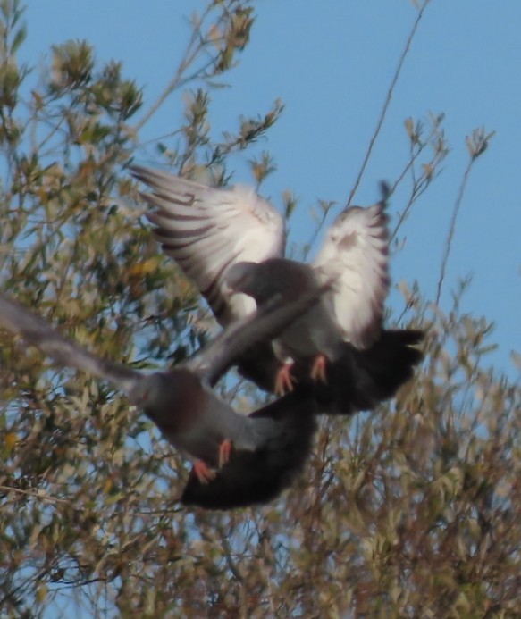 Rock Pigeon (Feral Pigeon) - ML646423229