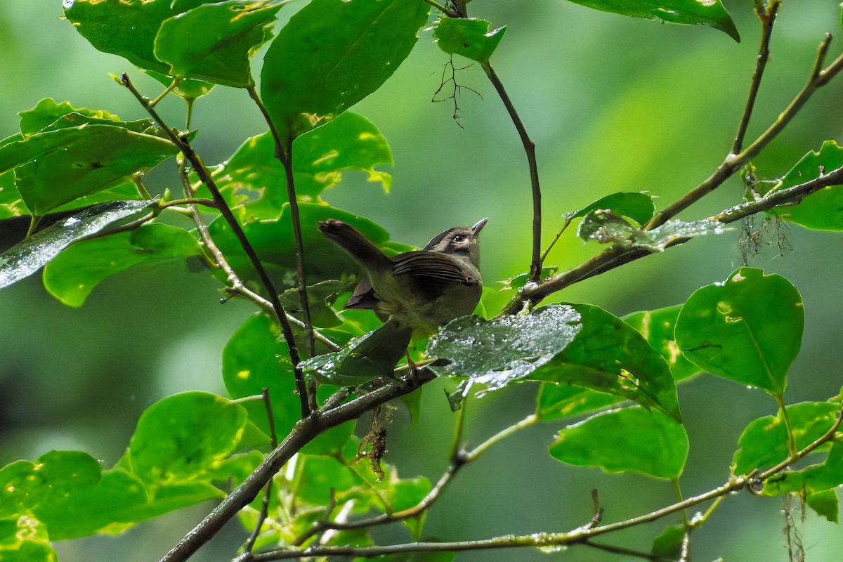 Costa Rican Warbler - ML646423230