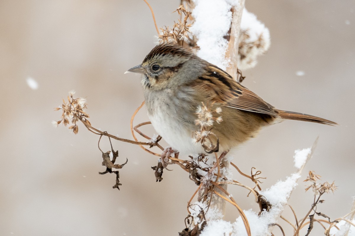 Swamp Sparrow - ML646423234