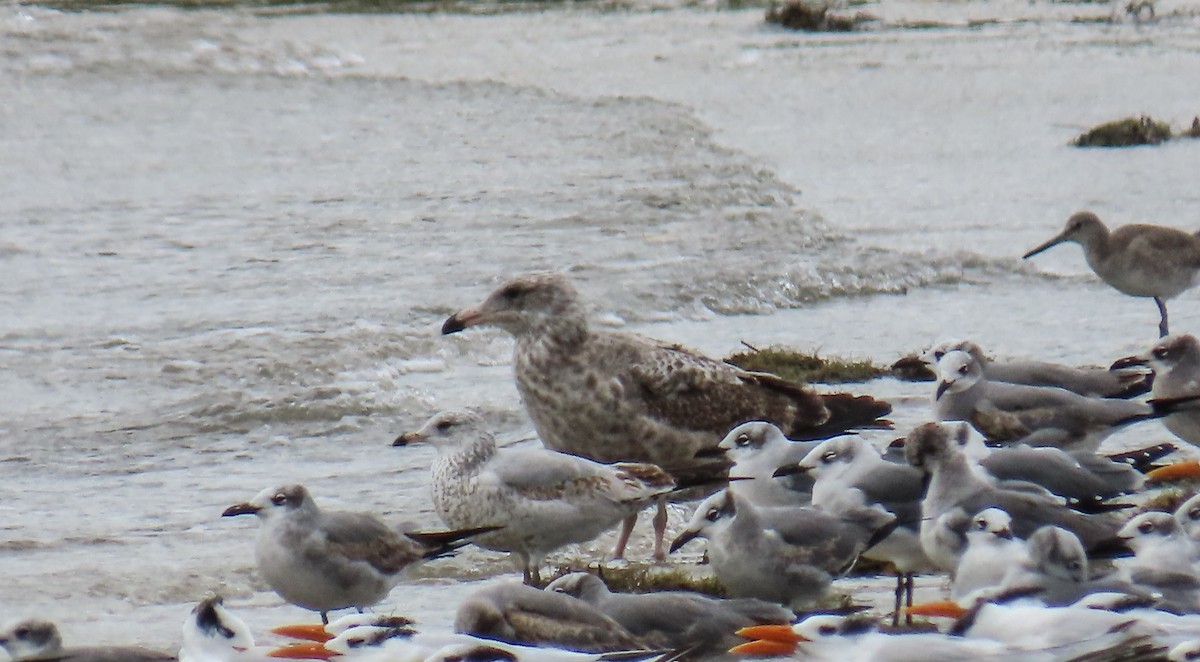 שחף מערבי - ML646423235