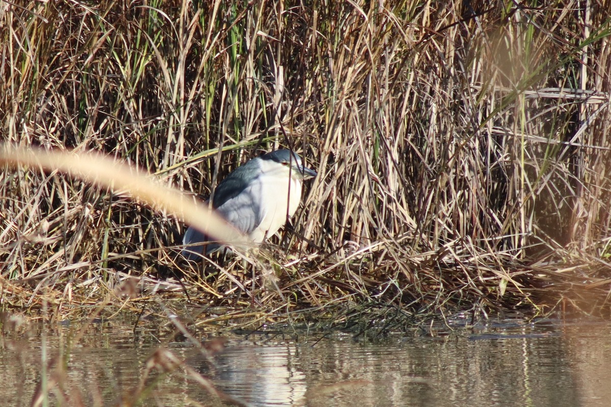 Black-crowned Night Heron - ML646423236