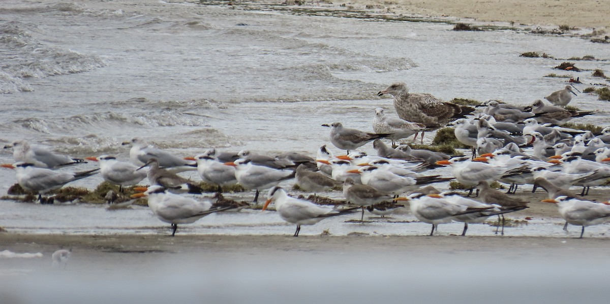 שחף מערבי - ML646423237