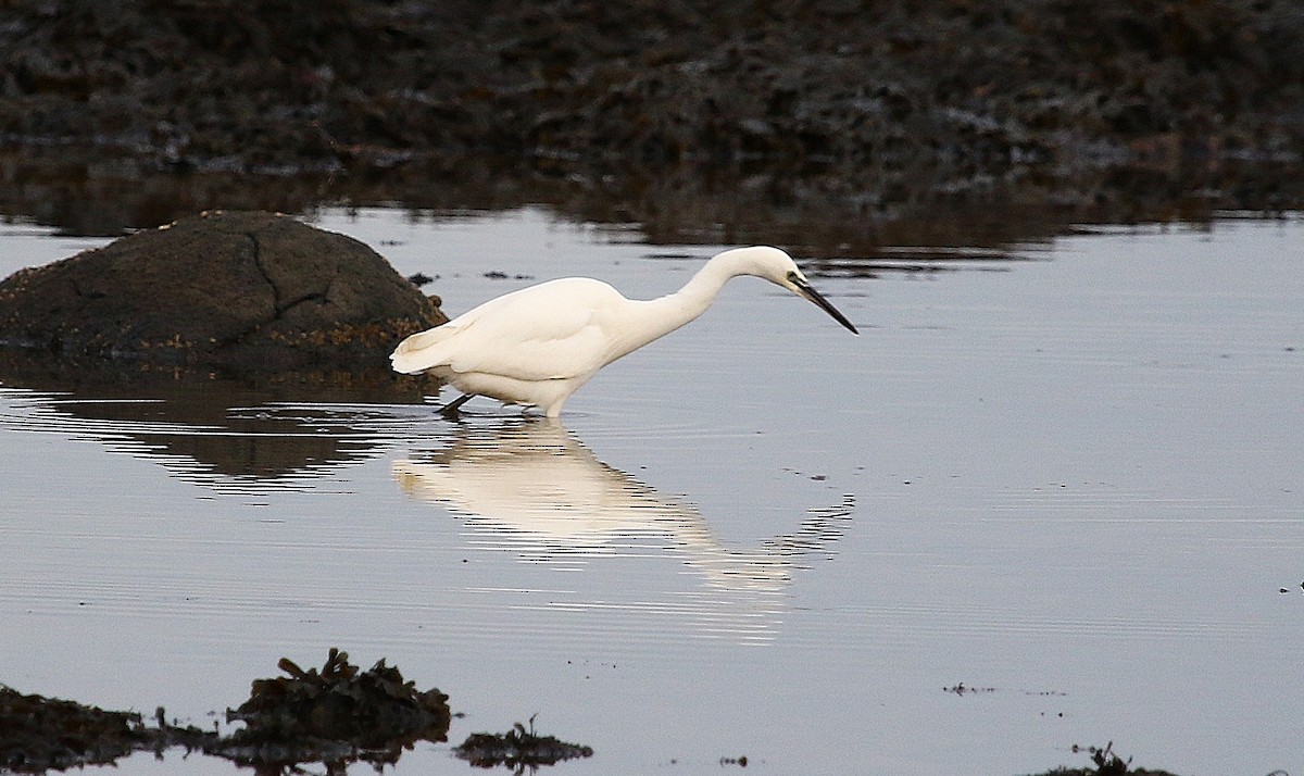 Aigrette garzette - ML646423238
