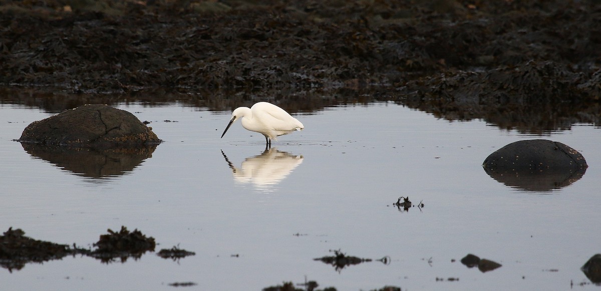 Aigrette garzette - ML646423239