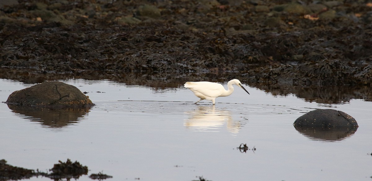 Aigrette garzette - ML646423240