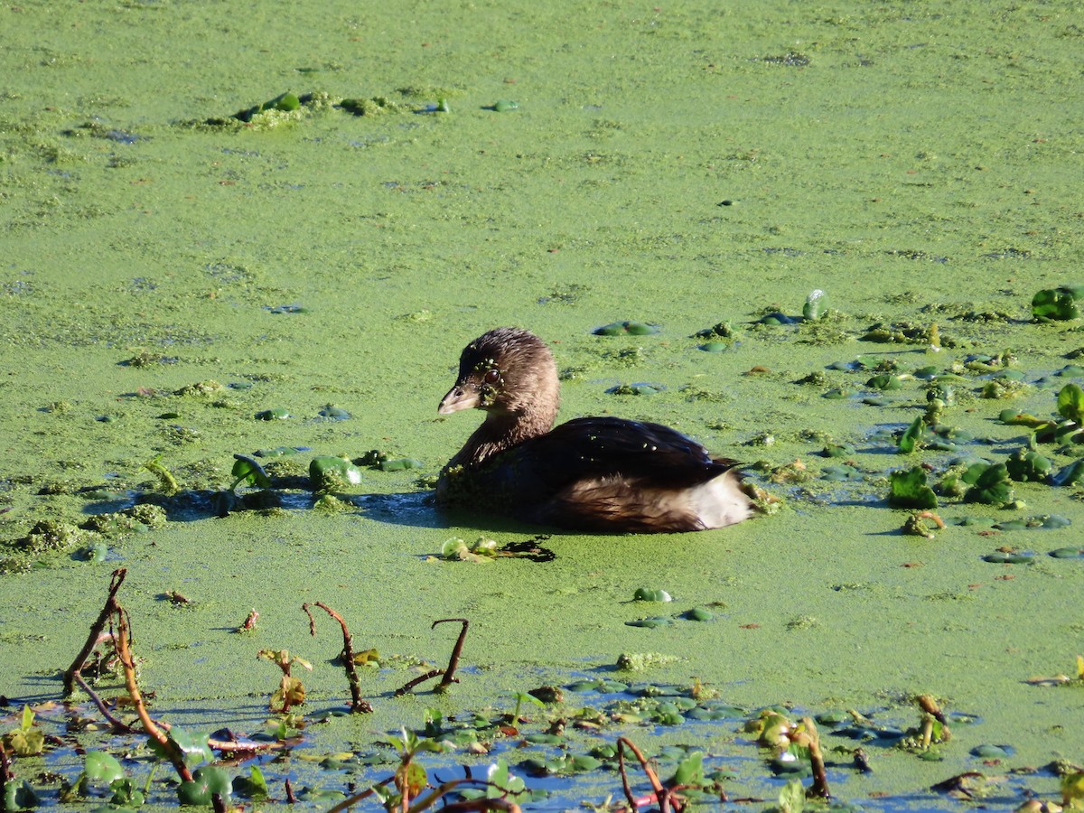 Pied-billed Grebe - ML646423241