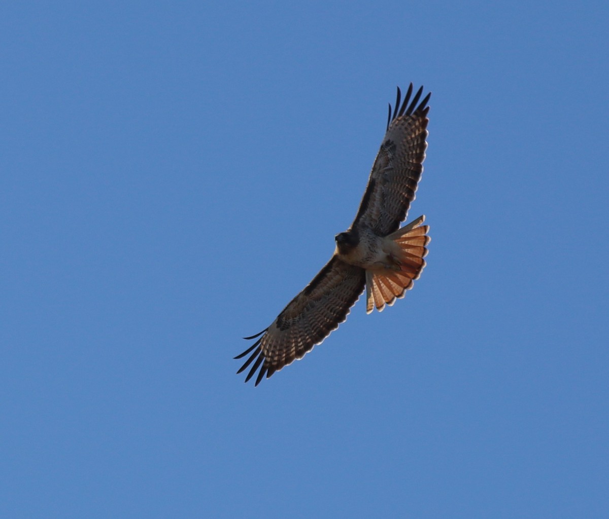 Red-tailed Hawk - ML646423242