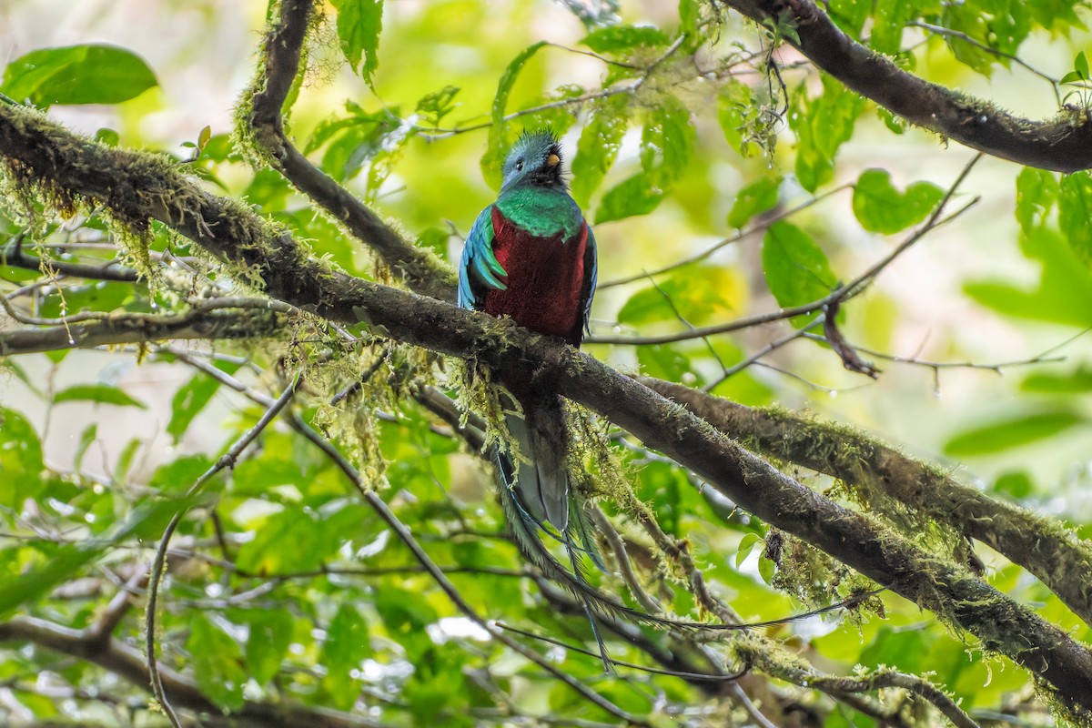 Resplendent Quetzal - ML646423243