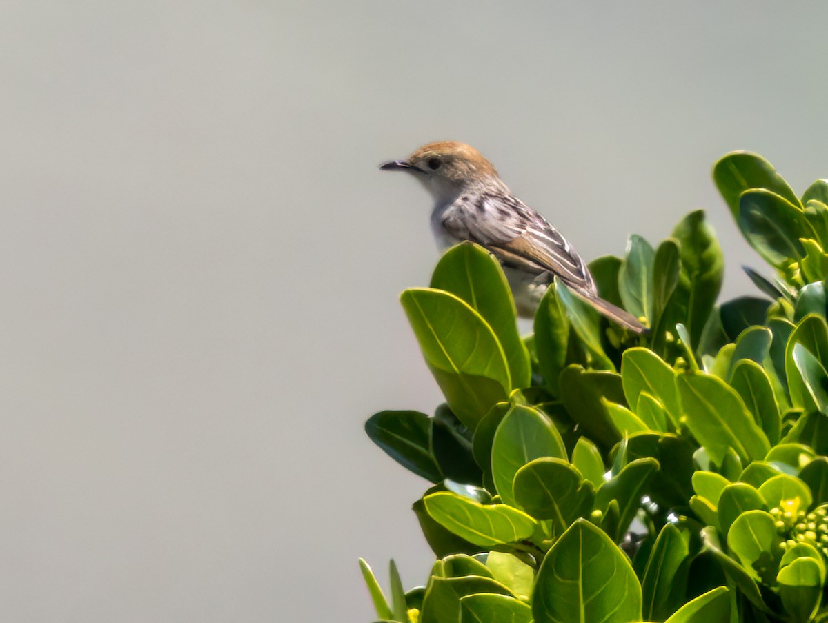 Levaillant's Cisticola - ML646423244