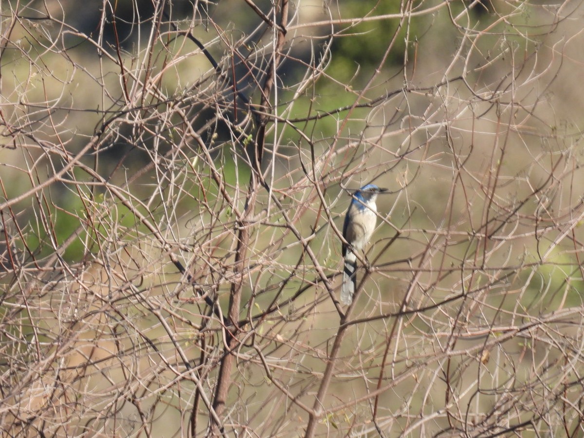 California Scrub-Jay - ML646423246