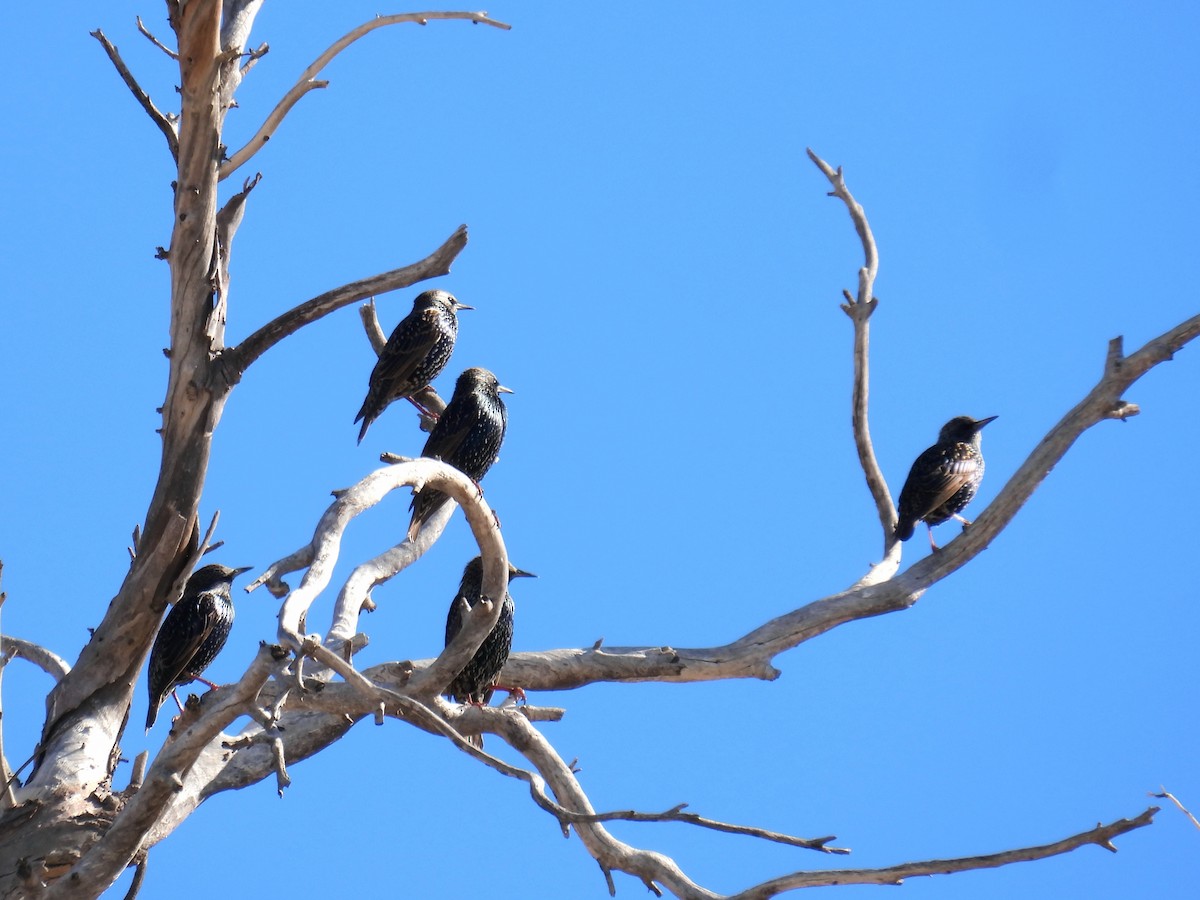 European Starling - ML646423247