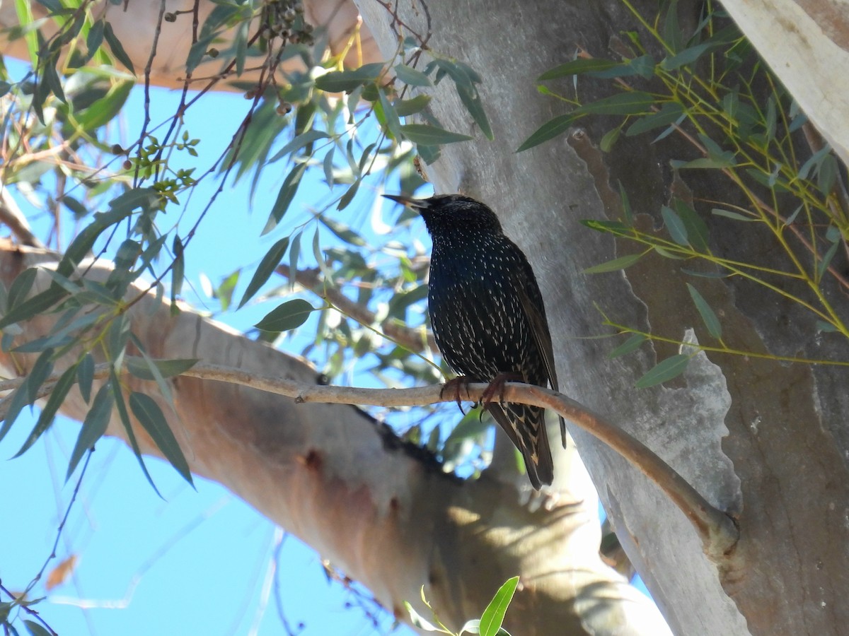 European Starling - ML646423248