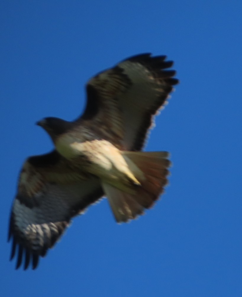 Red-tailed Hawk - ML646423249