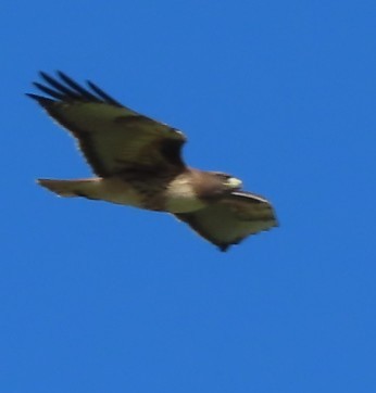Red-tailed Hawk - ML646423250