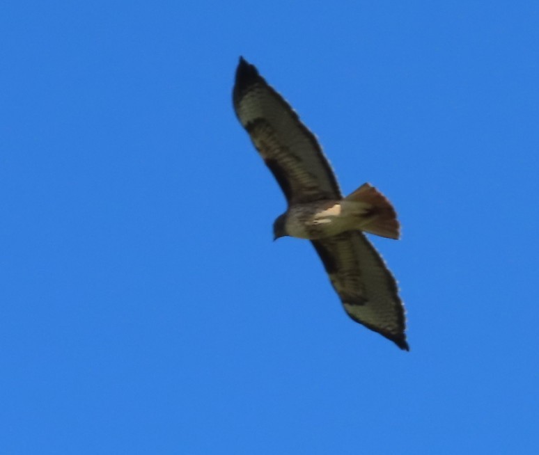 Red-tailed Hawk - ML646423251