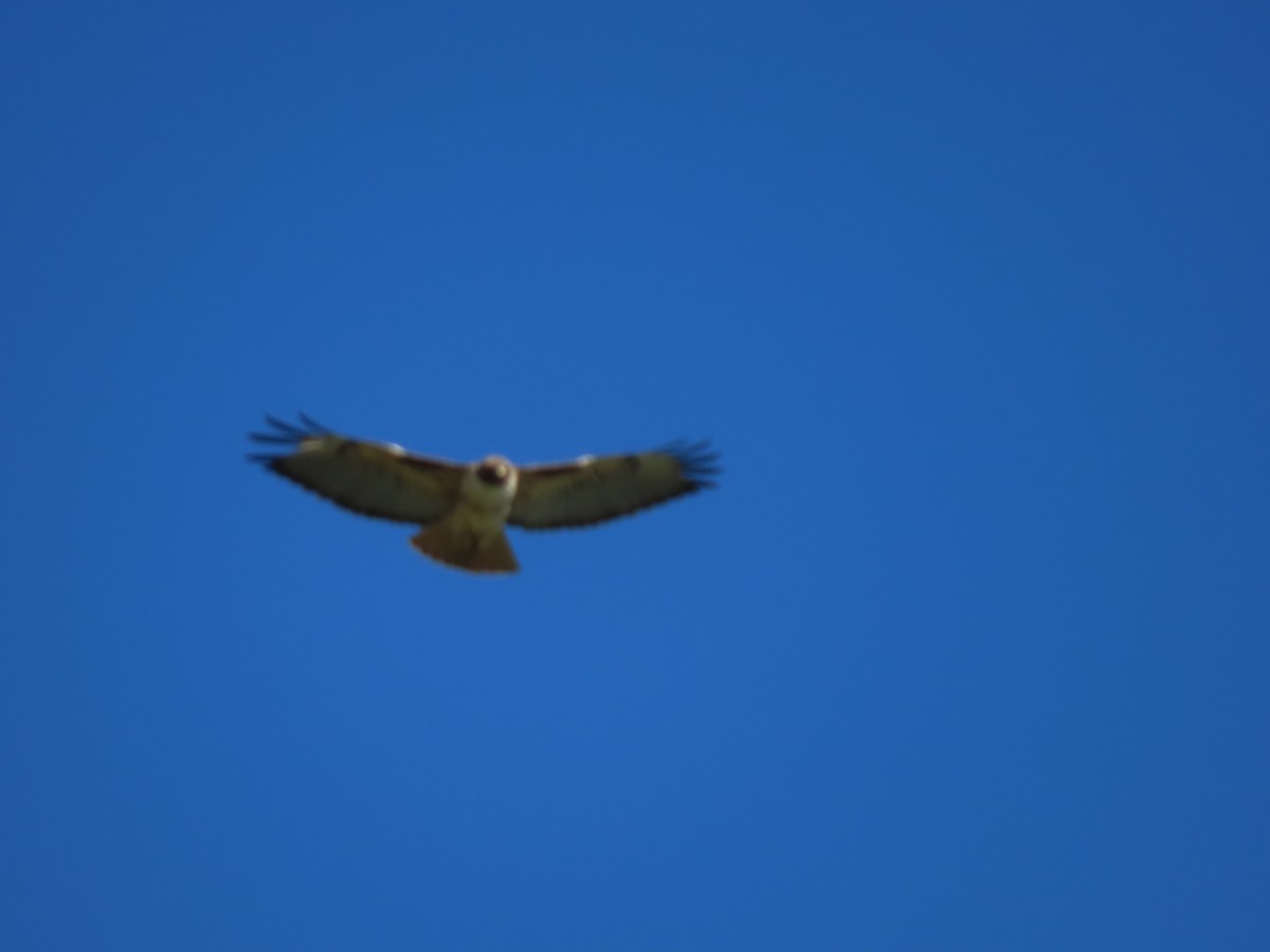 Red-tailed Hawk - ML646423252