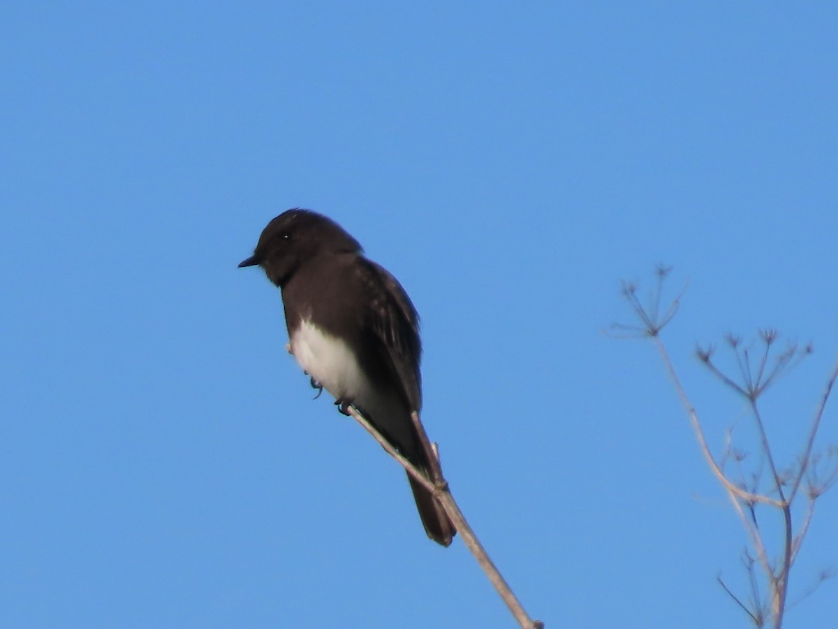 Black Phoebe - ML646423254