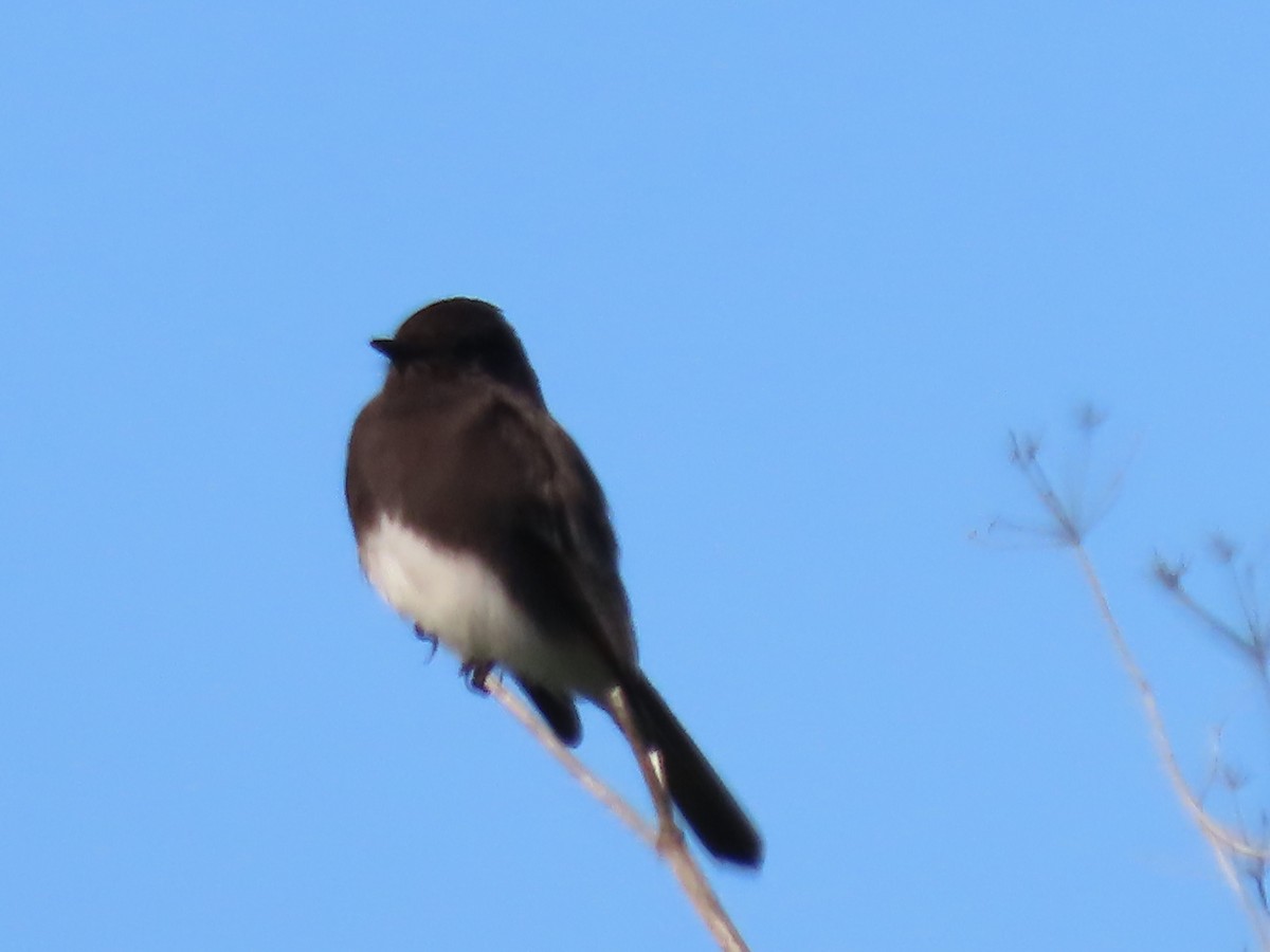 Black Phoebe - ML646423255